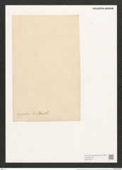 Campylodiscus samoensis Grun. (de-Toni-Nr.: Genus 57, Species 2427) Zeichnungen Sammlung Grunow (NHMW-BOT-W0373072)